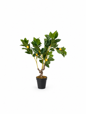 ARBOL LIMON