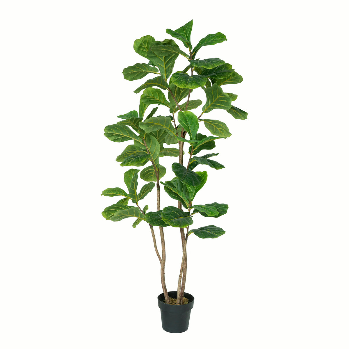 ARBOL AVENTURA