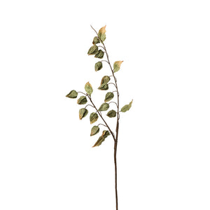 FOLLAJE HOJAS MAGNOLIA